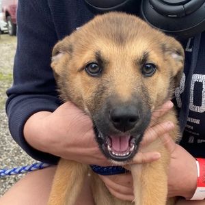 Meet your Posher, Indi